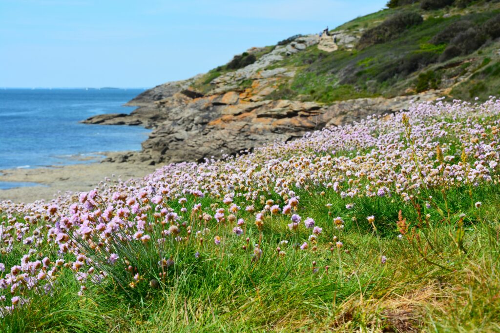 Bréhat l'île aux fleurs